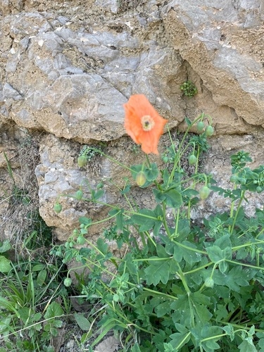 Papaver acrochaetum
