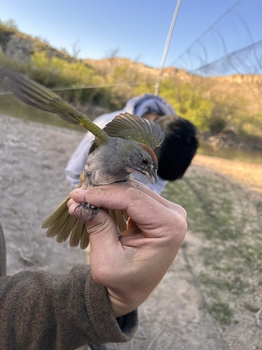 Green-tailed Towhee