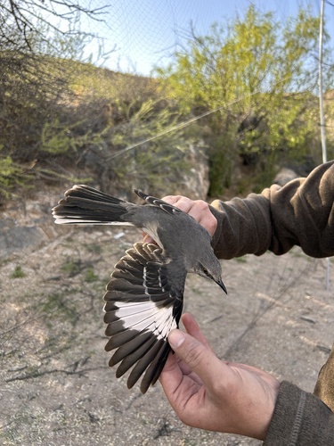 Northern Mockingbird