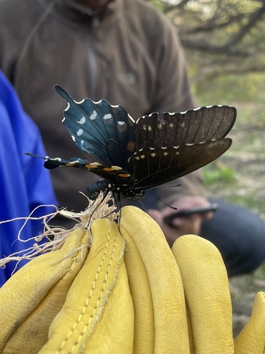 Pipevine Swallowtail