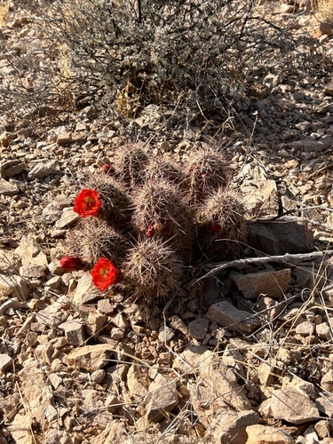 Echinocereus coccineus transpecosensis