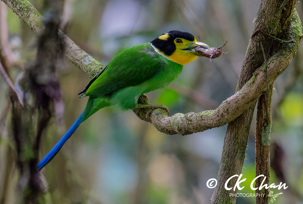 Long-tailed Broadbill photo