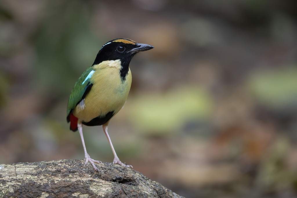Ornate Pitta (Pitta concinna) photo