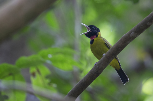 Bare-throated Whistler