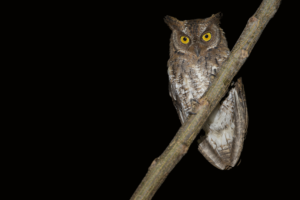 Rinjani Scops-Owl photo