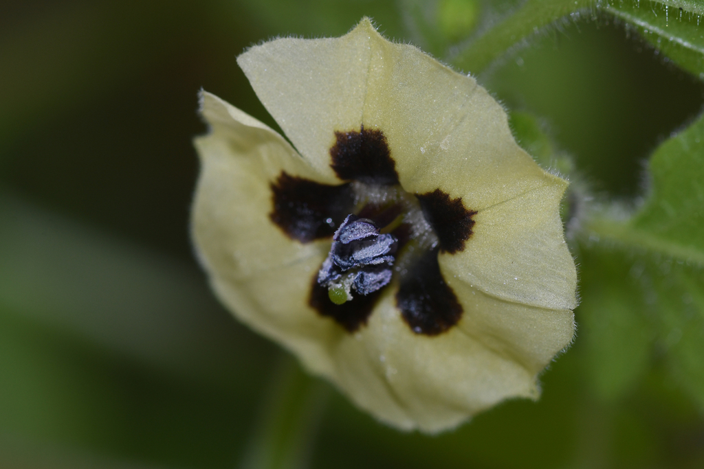 Physalis pubescens — a medium houseplant, prefers full sun light