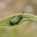 Poneridia elegans - Photo (c) Janet Whitington, todos los derechos reservados, subido por Janet Whitington