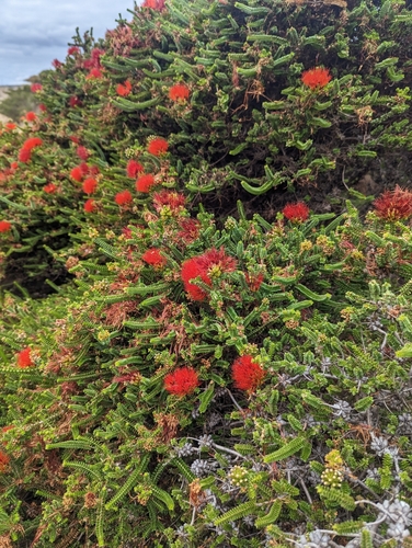 Goldfields bottlebrush (Melaleuca coccinea)