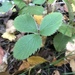 photo of Virginia Strawberry (Fragaria virginiana)