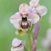 Ophrys Bombyliflora × Tenthredinifera - Photo (c) Luigi Torino, all rights reserved, uploaded by Luigi Torino