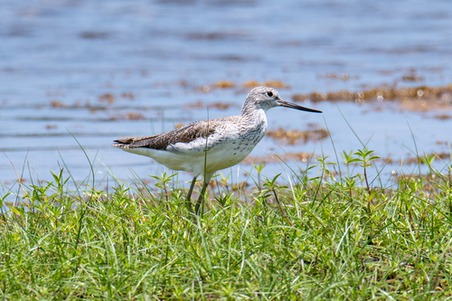 Common Greenshank