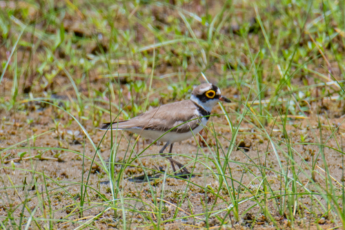 Little Ringed Plover