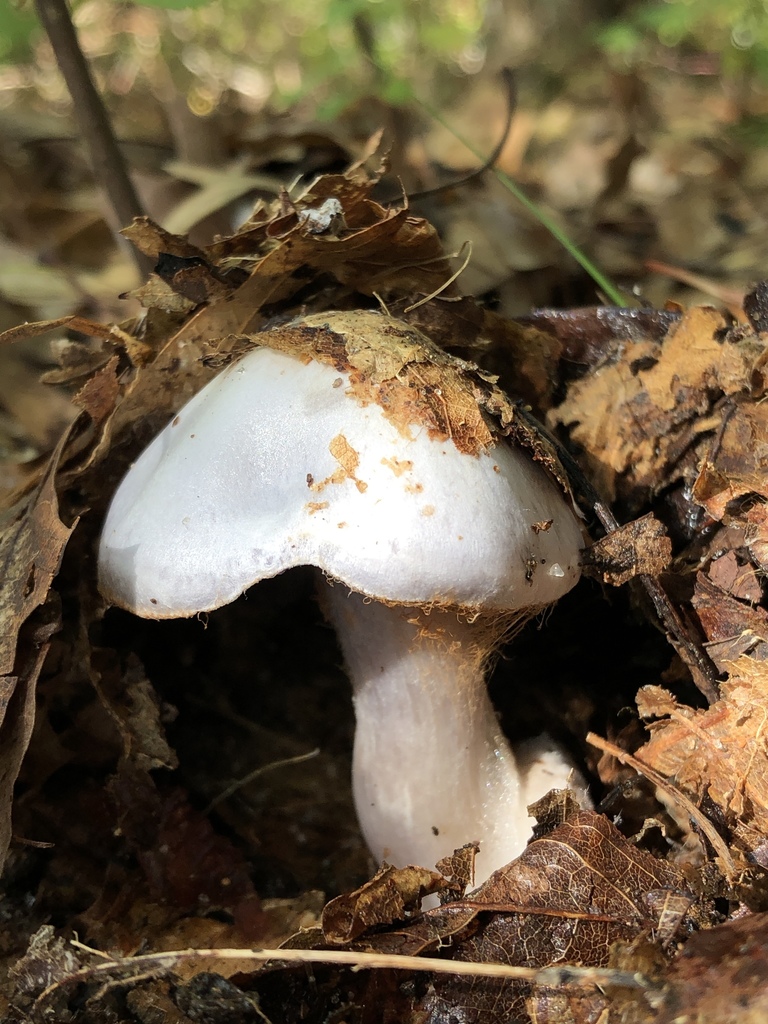 Cowboy's Handkerchief from Cranberry Bog Nature Preserve, Riverhead, NY