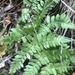 photo of Wood Ferns (Dryopteris)