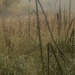 photo of Bulrushes And Cattails (Typha)