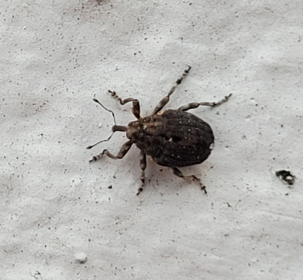 Stenocarus Ruficornis From 8960 Randers Danmark On April 9 2023 At 02 stenocarus-ruficornis-from-8960-randers-danmark-on-april-9-2023-at-02