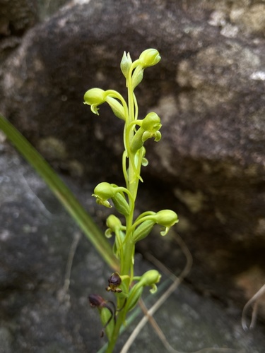 Satyrium chlorocorys