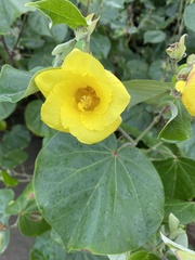 Hibiscus tiliaceus image