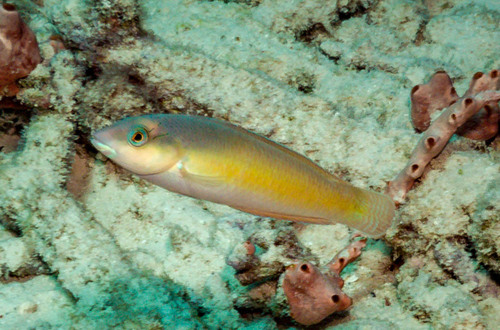 Yellowhead Wrasse