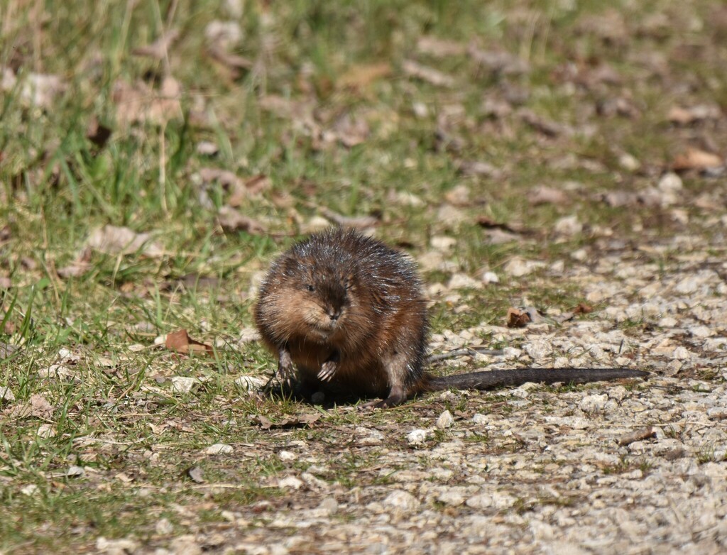 Muskrat from Green, OH, USA on April 09, 2023 at 1039 AM by Laura