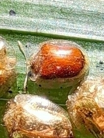 Charidotella proxima · iNaturalist