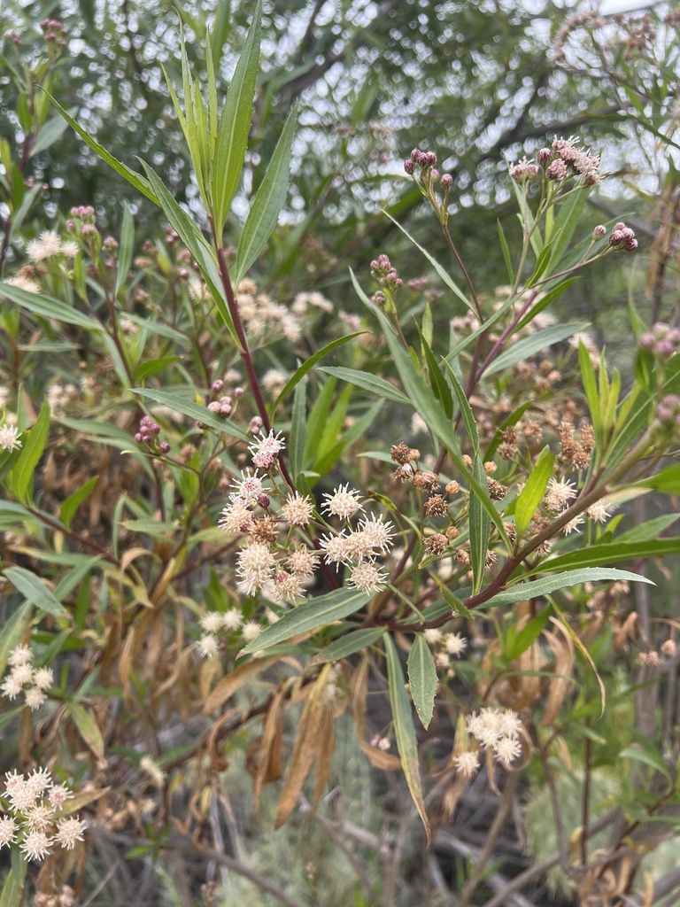 mule fat (Baccharis salicifolia)  iNaturalist