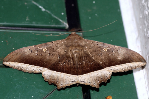 Hulodes caranea (Cramer, 1780)