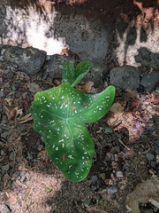 Caladium bicolor image