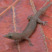 Ashy Gecko - Photo (c) Jake Scott, all rights reserved, uploaded by Jake Scott