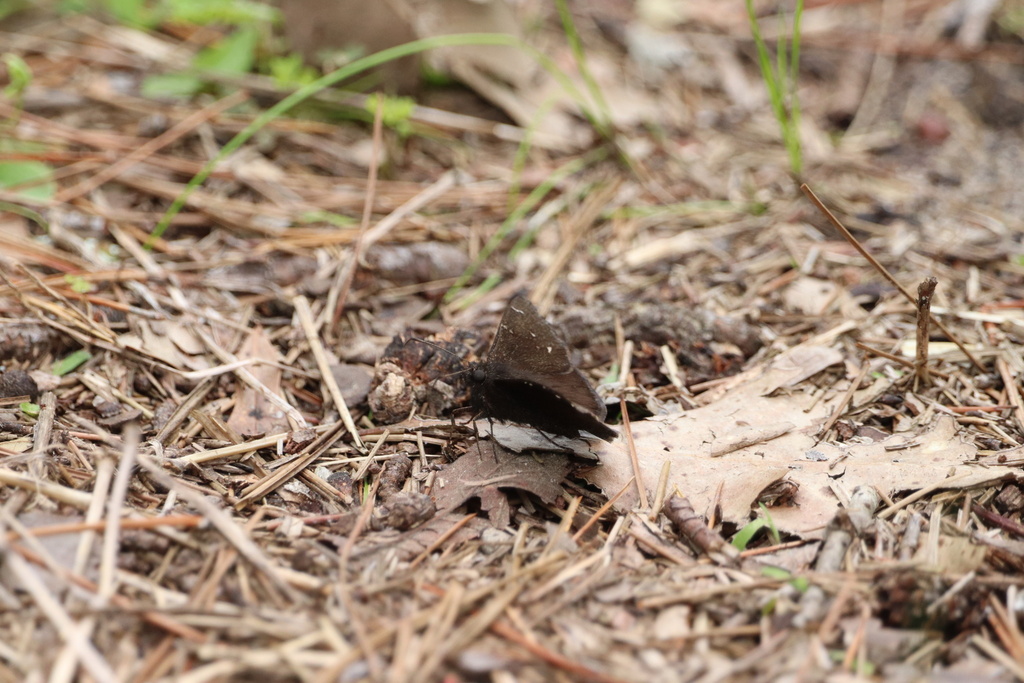 Northern Cloudywing from Tennessee Colony, TX, US on April 9, 2023 at ...