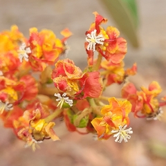 Byrsonima crassifolia image