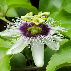 Passiflora edulis image