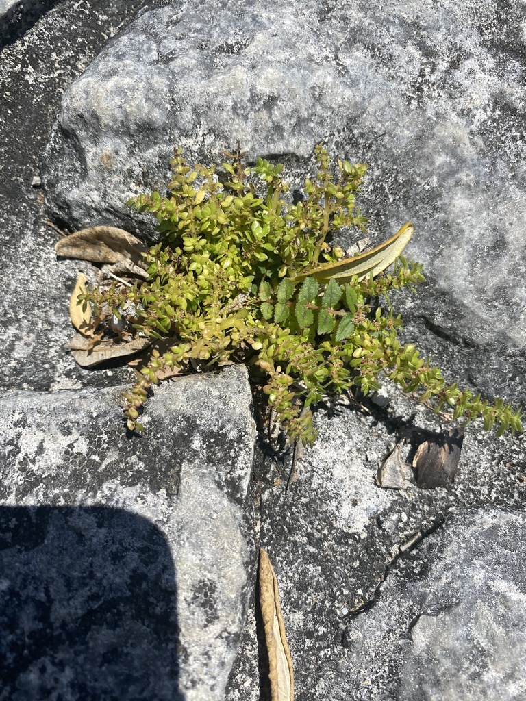 Florida Hammock Sandmat from San Gervasio Mayan Archaeological Site