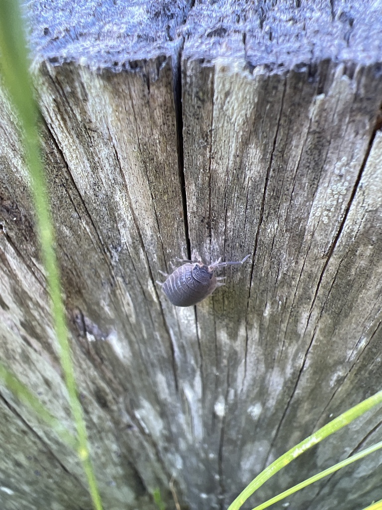 Woolice Rocks Woodlice, Pillbugs, and Rock Slaters from Presidio, San Francisco, CA ...