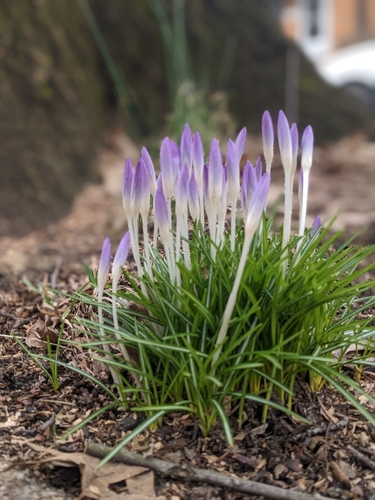 Crocus de Tommasini 4