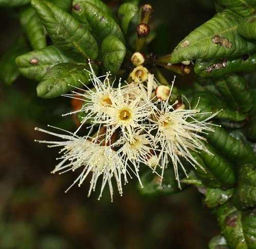 Syzygium fergusonii