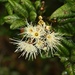 Syzygium fergusonii - Photo (c) Nuwan Chathuranga, alla rättigheter förbehållna, uppladdad av Nuwan Chathuranga