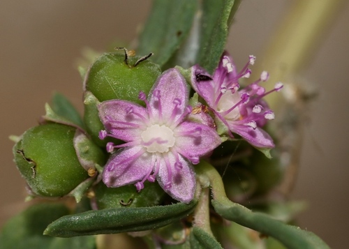 Zaleya decandra