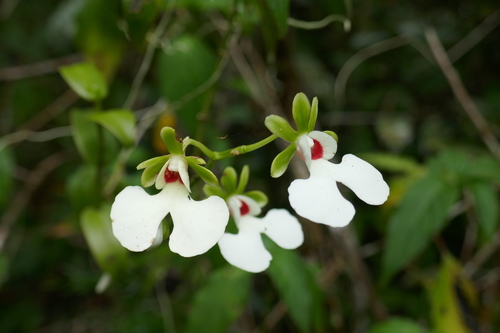 Oeonia rosea