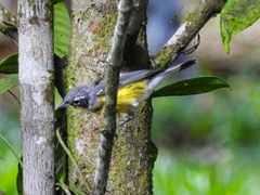 Setophaga magnolia image