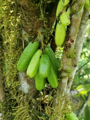 Averrhoa bilimbi image