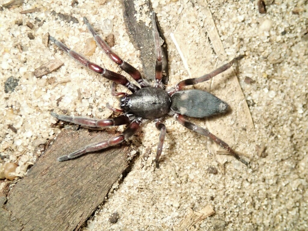 White Tailed Spiders From Hampton Thomas Street South Reserve Vic Australia On March 26 2023