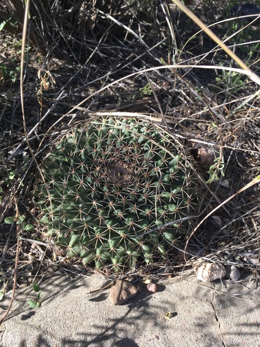 little nipple cactus