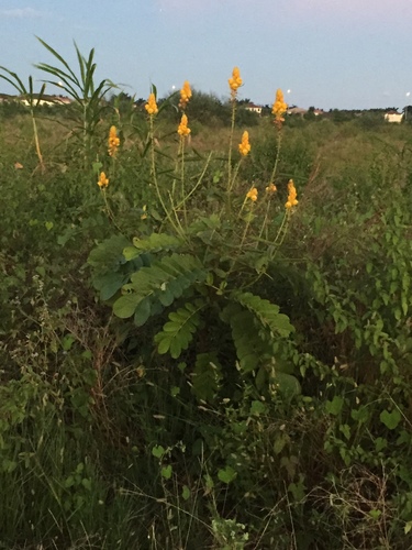Candelabra Bush