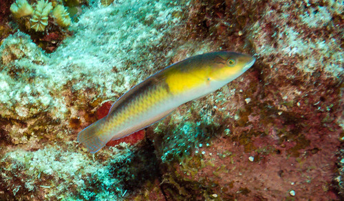 Yellowhead Wrasse
