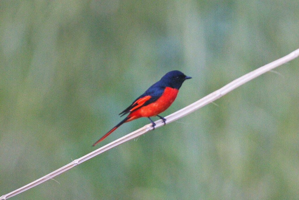 Long-tailed Minivet photo