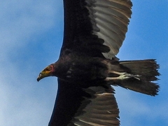 Cathartes burrovianus image