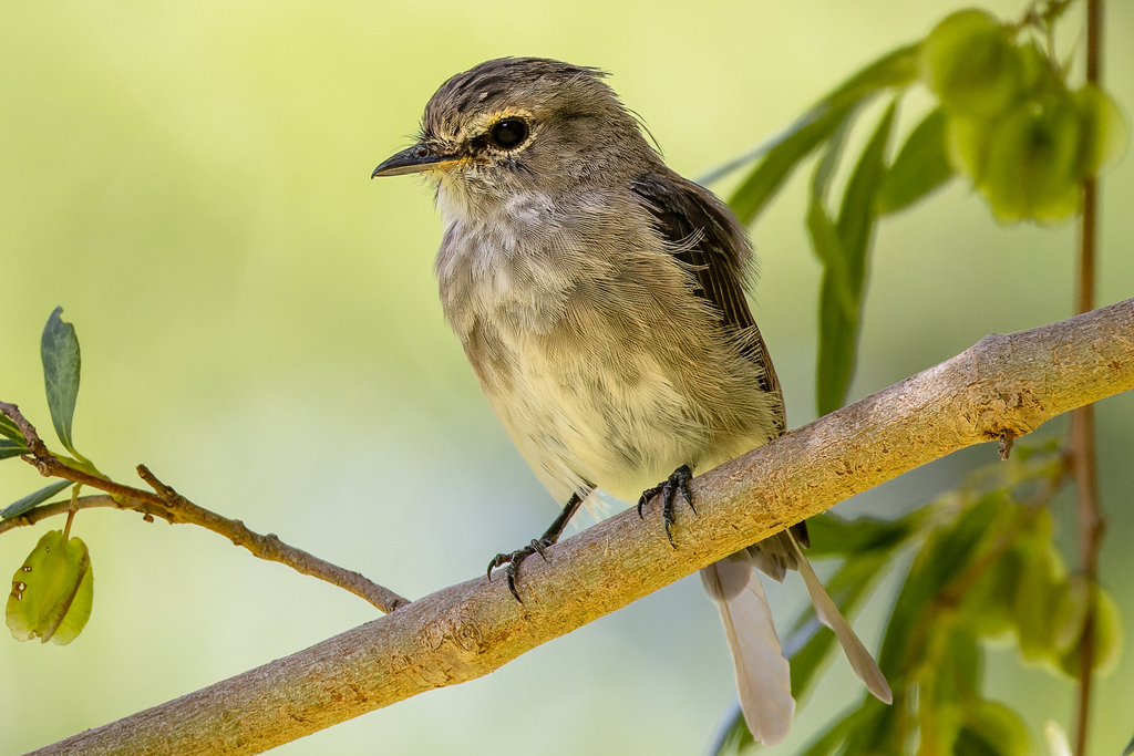 African Dusky Flycatcher (Muscicapa adusta) photo