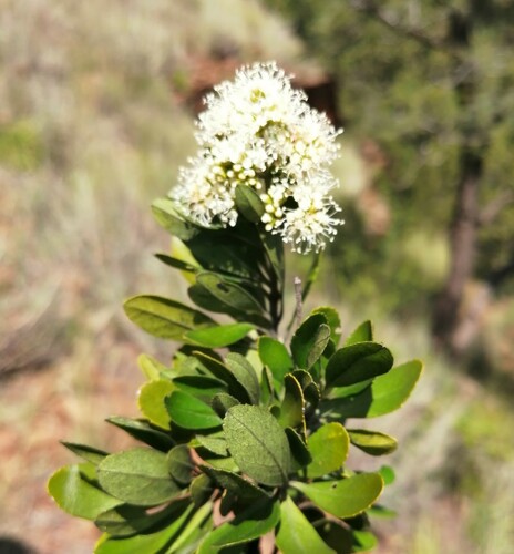 Rock Nuxia (Nuxia glomerulata)