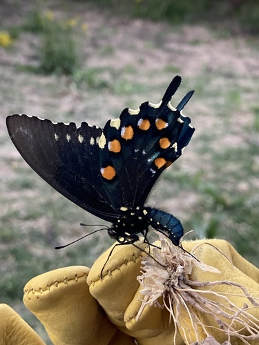 Pipevine Swallowtail